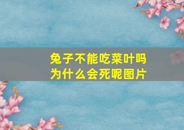 兔子不能吃菜叶吗为什么会死呢图片