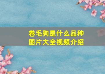 卷毛狗是什么品种图片大全视频介绍