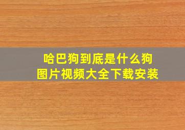 哈巴狗到底是什么狗图片视频大全下载安装