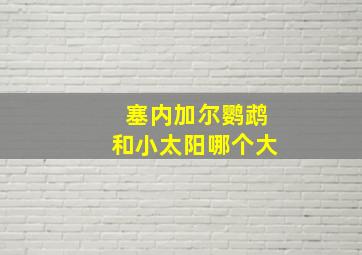 塞内加尔鹦鹉和小太阳哪个大