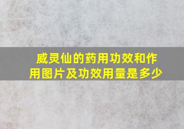 威灵仙的药用功效和作用图片及功效用量是多少