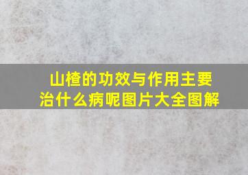 山楂的功效与作用主要治什么病呢图片大全图解