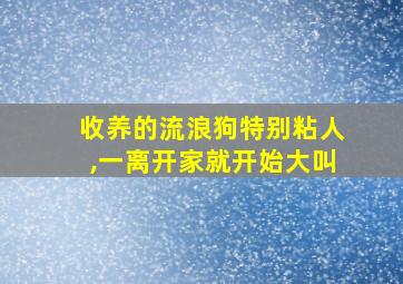 收养的流浪狗特别粘人,一离开家就开始大叫