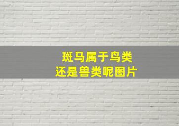 斑马属于鸟类还是兽类呢图片