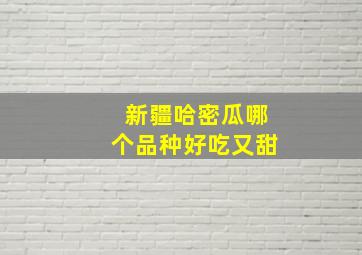 新疆哈密瓜哪个品种好吃又甜