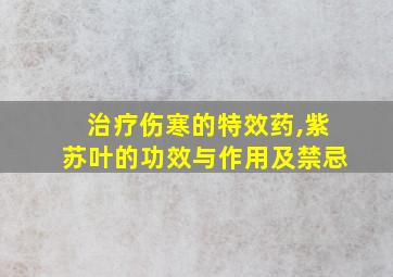 治疗伤寒的特效药,紫苏叶的功效与作用及禁忌