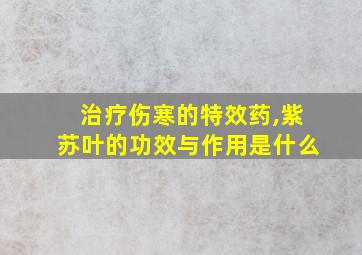 治疗伤寒的特效药,紫苏叶的功效与作用是什么