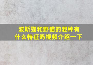 波斯猫和野猫的混种有什么特征吗视频介绍一下