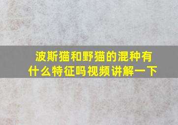 波斯猫和野猫的混种有什么特征吗视频讲解一下