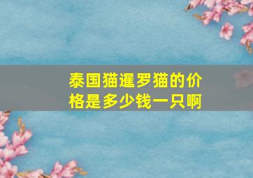 泰国猫暹罗猫的价格是多少钱一只啊