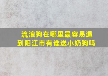 流浪狗在哪里最容易遇到阳江市有谁送小奶狗吗