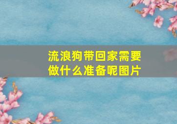 流浪狗带回家需要做什么准备呢图片