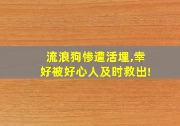 流浪狗惨遭活埋,幸好被好心人及时救出!