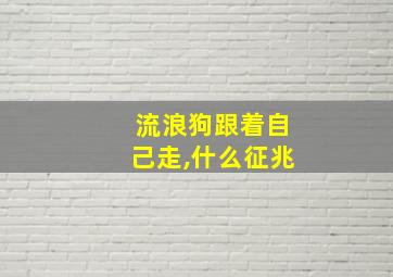 流浪狗跟着自己走,什么征兆