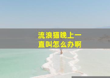 流浪猫晚上一直叫怎么办啊