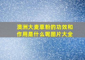 澳洲大麦草粉的功效和作用是什么呢图片大全