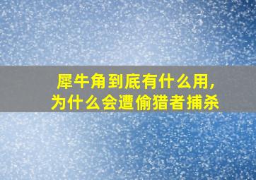 犀牛角到底有什么用,为什么会遭偷猎者捕杀