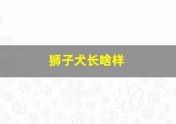 狮子犬长啥样