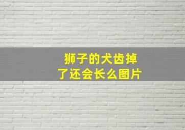 狮子的犬齿掉了还会长么图片