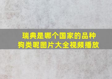 瑞典是哪个国家的品种狗类呢图片大全视频播放