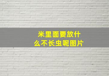 米里面要放什么不长虫呢图片