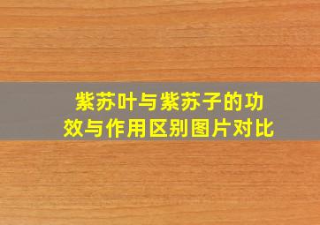 紫苏叶与紫苏子的功效与作用区别图片对比