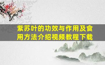 紫苏叶的功效与作用及食用方法介绍视频教程下载