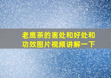 老鹰茶的害处和好处和功效图片视频讲解一下