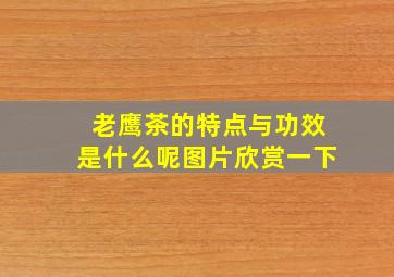 老鹰茶的特点与功效是什么呢图片欣赏一下