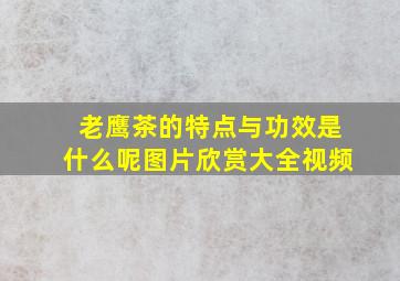 老鹰茶的特点与功效是什么呢图片欣赏大全视频