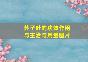 苏子叶的功效作用与主治与用量图片