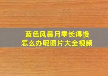 蓝色风暴月季长得慢怎么办呢图片大全视频