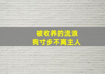 被收养的流浪狗寸步不离主人