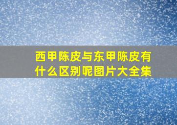 西甲陈皮与东甲陈皮有什么区别呢图片大全集