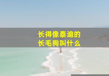 长得像泰迪的长毛狗叫什么