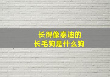 长得像泰迪的长毛狗是什么狗