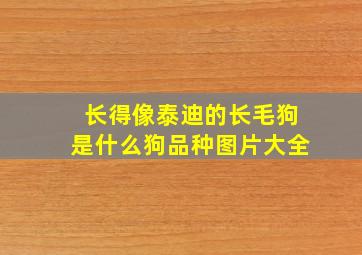 长得像泰迪的长毛狗是什么狗品种图片大全