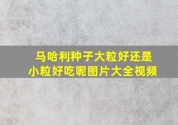 马哈利种子大粒好还是小粒好吃呢图片大全视频