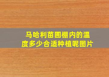 马哈利苗圃棚内的温度多少合适种植呢图片