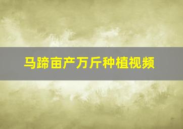 马蹄亩产万斤种植视频