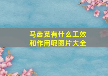 马齿苋有什么工效和作用呢图片大全