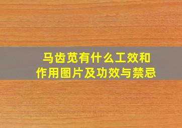 马齿苋有什么工效和作用图片及功效与禁忌